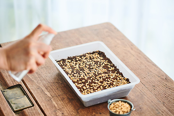 포토 JPG 주간 식물 손 여자 화초 자연 주택 씨앗 한명 20대 취미 야외 신체부위 갈색 정원 흙 한국인 책상 원예 물뿌리기 홈가드닝 밀싹 반려식물 국내포토 자연요소 1 컬러 가구 모션 사람 동양인 청년 건물 새싹 생태계 파일형식