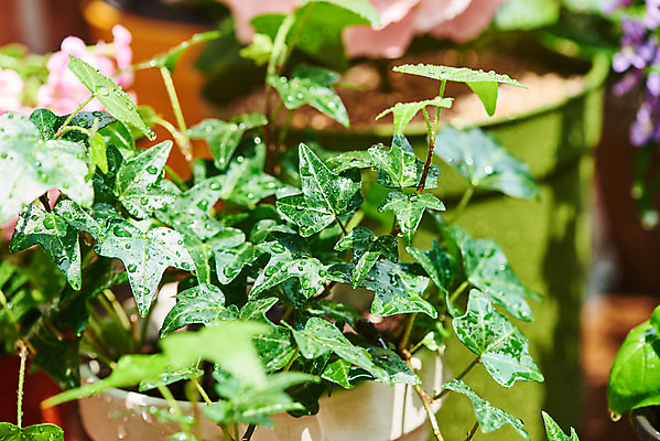 포토 JPG 주간 식물 화분 화초 자연 주택 취미 사람없음 야외 초록색 정원 젖음 물방울 원예 아이비 홈가드닝 반려식물 국내포토 자연요소 컬러 건물 생태계 파일형식