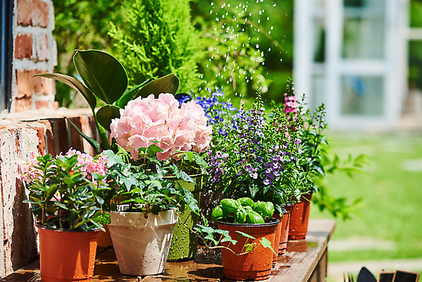 포토 JPG 주간 식물 화분 화초 자연 주택 취미 사람없음 야외 물 정원 원예 수국 아이비 바질 로벨리아 물뿌리기 율마 홈가드닝 레마탄 안젤로니아 반려식물 국내포토 자연요소 꽃 모션 건물 생태계 파일형식 공기정화식물