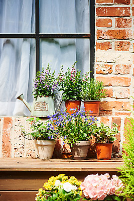 포토 JPG 주간 식물 화분 화초 창문 자연 주택 취미 사람없음 야외 정원 물뿌리개 창가 원예 창틀 수국 아이비 로즈메리 로벨리아 율마 카랑코에 홈가드닝 무늬산호수 안젤로니아 반려식물 국내포토 자연요소 꽃 건물 허브 생태계 파일형식