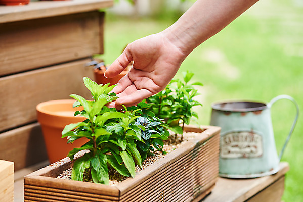 포토 JPG 주간 식물 손 여자 화분 화초 자연 주택 한명 20대 취미 야외 아웃포커스 신체부위 정원 물뿌리개 한국인 원예 초코민트 홈가드닝 스피아민트 반려식물 국내포토 자연요소 1 촬영기법 사람 동양인 청년 건물 민트 허브 생태계 파일형식