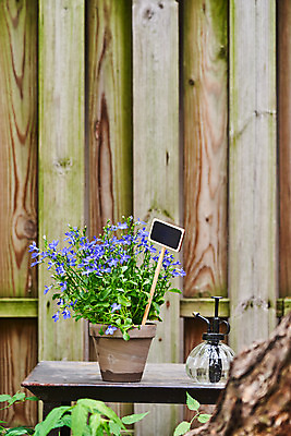 포토 JPG 주간 식물 화분 화초 자연 주택 취미 사람없음 야외 정원 물뿌리개 원예 로벨리아 홈가드닝 반려식물 국내포토 자연요소 건물 생태계 파일형식