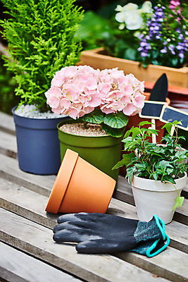 포토 JPG 주간 식물 화분 화초 장갑 자연 주택 취미 사람없음 야외 정원 원예 수국 아이비 율마 홈가드닝 반려식물 국내포토 자연요소 잡화 꽃 건물 생태계 파일형식