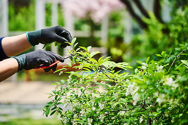 포토 JPG 주간 식물 손 여자 화초 40대 장갑 자연 주택 가위 한명 취미 야외 아웃포커스 신체부위 초록색 정원 한국인 원예 홈가드닝 반려식물 국내포토 자연요소 1 잡화 컬러 중년 문구용품 촬영기법 사람 동양인 건물 생태계 파일형식