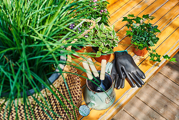 포토 JPG 주간 식물 화분 화초 장갑 벤치 의자 자연 주택 취미 사람없음 야외 초록색 정원 물뿌리개 모종삽 원예 아이비 홈가드닝 무늬산호수 안젤로니아 반려식물 국내포토 자연요소 잡화 컬러 가구 건물 삽 생태계 파일형식