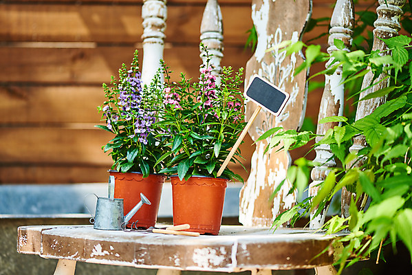 포토 JPG 주간 식물 화분 화초 의자 자연 주택 취미 사람없음 야외 초록색 정원 미니어처 물뿌리개 모종삽 원예 홈가드닝 안젤로니아 반려식물 국내포토 자연요소 컬러 가구 건물 모형 삽 생태계 파일형식