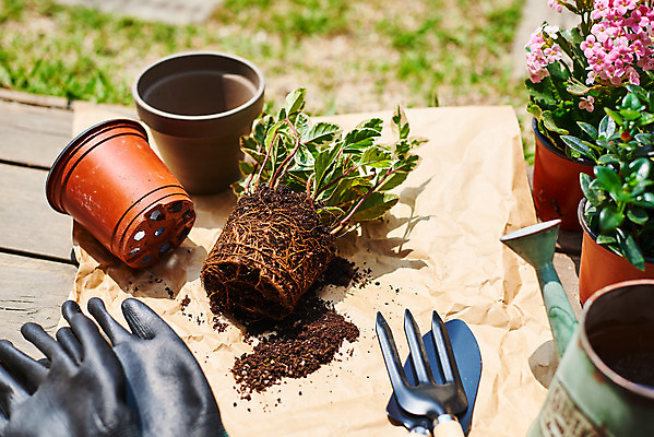 포토 JPG 주간 식물 화분 화초 장갑 자연 주택 취미 사람없음 야외 정원 물뿌리개 모종삽 원예 분갈이 홈가드닝 무늬산호수 반려식물 국내포토 자연요소 잡화 건물 삽 생태계 파일형식