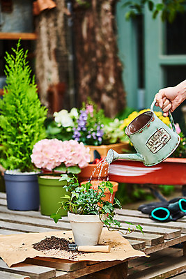 포토 JPG 주간 식물 손 여자 화분 화초 자연 주택 한명 20대 취미 야외 신체부위 정원 흙 물뿌리개 한국인 모종삽 원예 수국 아이비 물뿌리기 율마 홈가드닝 반려식물 국내포토 자연요소 1 꽃 모션 사람 동양인 청년 건물 삽 생태계 파일형식