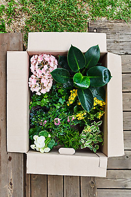 포토 JPG 주간 식물 화초 자연 주택 취미 사람없음 야외 초록색 상자 하이앵글 정원 종이상자 원예 수국 아이비 로즈메리 베고니아 카랑코에 홈가드닝 레마탄 무늬산호수 반려식물 국내포토 자연요소 꽃 뷰포인트 컬러 건물 허브 생태계 파일형식 공기정화식물