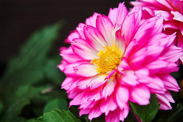 포토 JPG 주간 식물 꽃 분홍색 자연 근접촬영 취미 사람없음 야외 정원 달리아 원예 홈가드닝 국내포토 자연요소 뷰포인트 컬러 생태계 파일형식