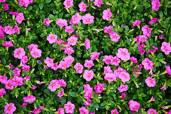 포토 JPG 주간 식물 꽃 자연 취미 사람없음 야외 하이앵글 정원 원예 홈가드닝 국내포토 자연요소 뷰포인트 생태계 파일형식