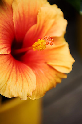 포토 JPG 주간 식물 꽃 자연 근접촬영 취미 사람없음 야외 노란색 정원 원예 하와이무궁화 홈가드닝 국내포토 자연요소 뷰포인트 컬러 생태계 파일형식