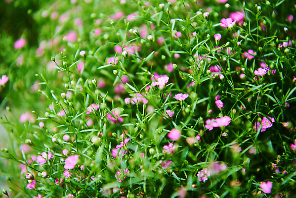 포토 JPG 주간 식물 꽃 자연 취미 사람없음 야외 정원 원예 안개꽃 홈가드닝 국내포토 자연요소 생태계 한해살이풀 파일형식