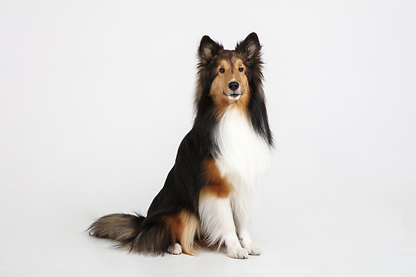 포토 JPG 스튜디오촬영 동물 한마리 응시 반려견 실내 누끼 사람없음 옆모습 반려동물 귀여움 개 강아지 흰배경 반려 셔틀랜드쉽독 국내포토 1 시선 뷰포인트 백그라운드 컨셉 포유류 내부 흰색 파일형식