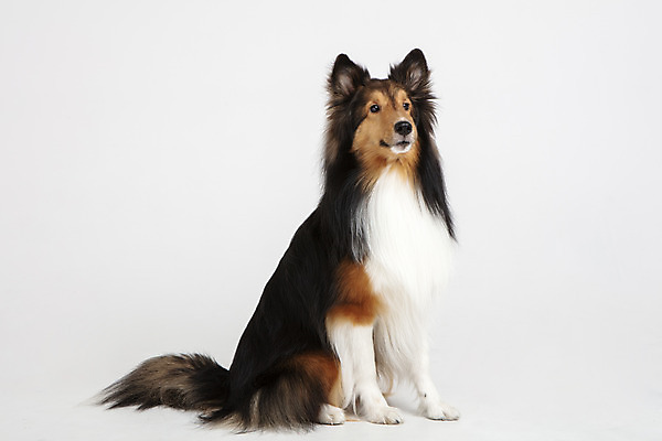 포토 JPG 스튜디오촬영 동물 한마리 응시 반려견 실내 누끼 사람없음 옆모습 반려동물 귀여움 개 강아지 흰배경 반려 셔틀랜드쉽독 국내포토 1 시선 뷰포인트 백그라운드 컨셉 포유류 내부 흰색 파일형식