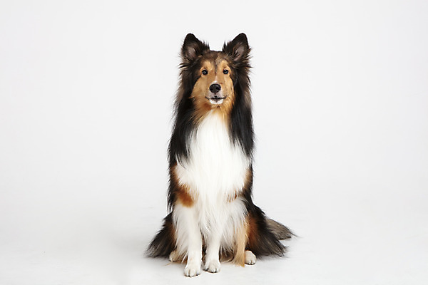 포토 JPG 스튜디오촬영 동물 한마리 반려견 실내 누끼 사람없음 앞모습 반려동물 귀여움 개 강아지 흰배경 반려 셔틀랜드쉽독 국내포토 1 뷰포인트 백그라운드 컨셉 포유류 내부 흰색 파일형식