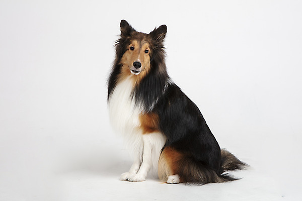 포토 JPG 스튜디오촬영 동물 한마리 응시 반려견 실내 누끼 사람없음 옆모습 반려동물 귀여움 개 강아지 흰배경 반려 셔틀랜드쉽독 국내포토 1 시선 뷰포인트 백그라운드 컨셉 포유류 내부 흰색 파일형식