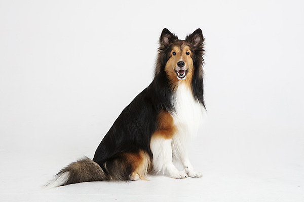 포토 JPG 스튜디오촬영 동물 한마리 응시 반려견 실내 누끼 사람없음 옆모습 반려동물 귀여움 개 강아지 흰배경 반려 셔틀랜드쉽독 국내포토 1 시선 뷰포인트 백그라운드 컨셉 포유류 내부 흰색 파일형식