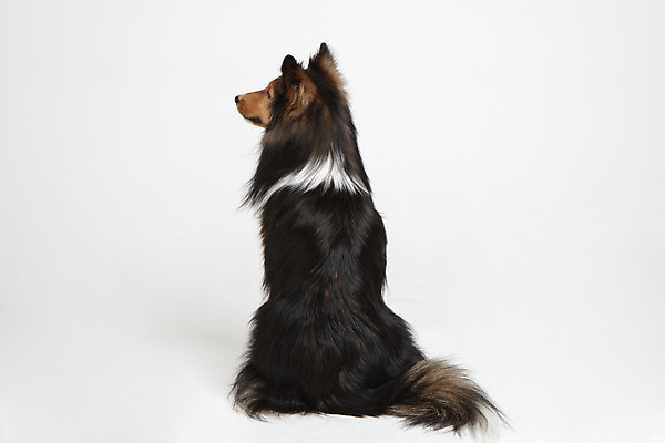 포토 JPG 스튜디오촬영 동물 한마리 반려견 실내 누끼 사람없음 뒷모습 반려동물 귀여움 개 강아지 흰배경 반려 셔틀랜드쉽독 국내포토 1 뷰포인트 백그라운드 컨셉 포유류 내부 흰색 파일형식