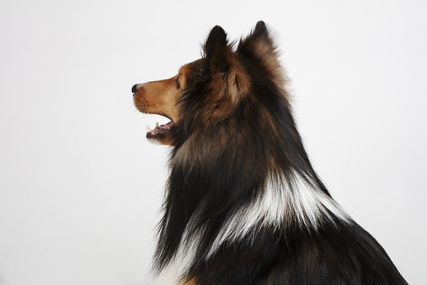 포토 JPG 스튜디오촬영 동물 한마리 반려견 실내 누끼 사람없음 뒷모습 반려동물 귀여움 개 강아지 흰배경 반려 셔틀랜드쉽독 국내포토 1 뷰포인트 백그라운드 컨셉 포유류 내부 흰색 파일형식