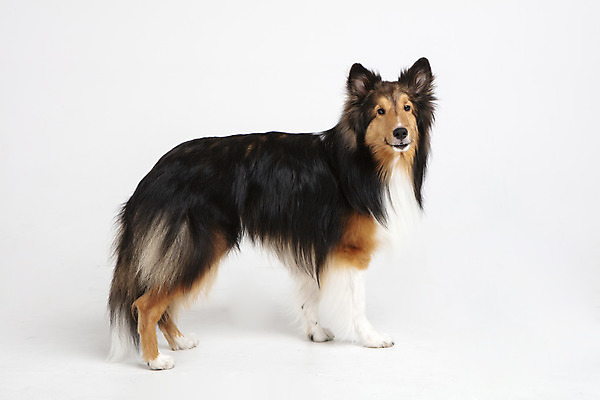 포토 JPG 스튜디오촬영 동물 한마리 응시 반려견 실내 누끼 사람없음 옆모습 반려동물 귀여움 개 강아지 흰배경 반려 셔틀랜드쉽독 국내포토 1 시선 뷰포인트 백그라운드 컨셉 포유류 내부 흰색 파일형식