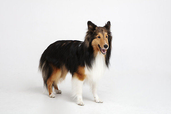 포토 JPG 스튜디오촬영 동물 한마리 응시 반려견 실내 누끼 사람없음 옆모습 반려동물 귀여움 개 강아지 흰배경 반려 셔틀랜드쉽독 국내포토 1 시선 뷰포인트 백그라운드 컨셉 포유류 내부 흰색 파일형식