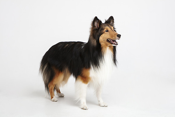 포토 JPG 스튜디오촬영 동물 한마리 응시 반려견 실내 누끼 사람없음 옆모습 반려동물 귀여움 개 강아지 흰배경 반려 셔틀랜드쉽독 국내포토 1 시선 뷰포인트 백그라운드 컨셉 포유류 내부 흰색 파일형식