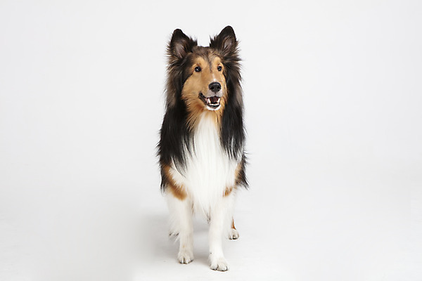 포토 JPG 스튜디오촬영 동물 한마리 반려견 실내 누끼 사람없음 앞모습 반려동물 귀여움 개 강아지 흰배경 반려 셔틀랜드쉽독 국내포토 1 뷰포인트 백그라운드 컨셉 포유류 내부 흰색 파일형식