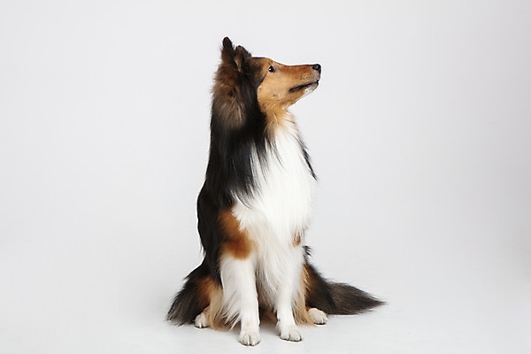 포토 JPG 스튜디오촬영 동물 한마리 응시 반려견 실내 누끼 사람없음 앞모습 반려동물 귀여움 개 강아지 흰배경 반려 셔틀랜드쉽독 국내포토 1 시선 뷰포인트 백그라운드 컨셉 포유류 내부 흰색 파일형식