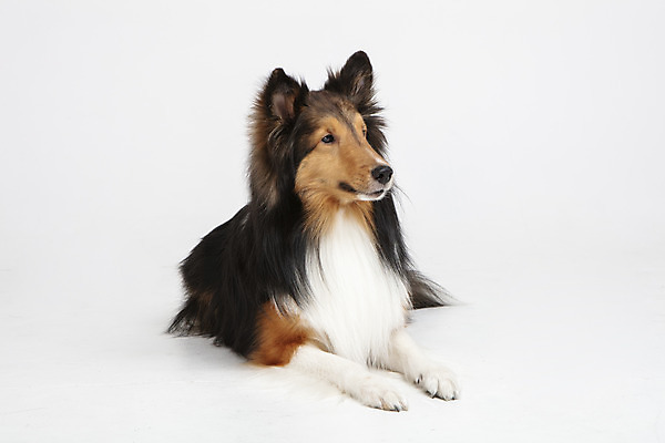 포토 JPG 스튜디오촬영 동물 한마리 응시 반려견 실내 누끼 사람없음 앞모습 반려동물 귀여움 개 강아지 흰배경 반려 셔틀랜드쉽독 국내포토 1 시선 뷰포인트 백그라운드 컨셉 포유류 내부 흰색 파일형식