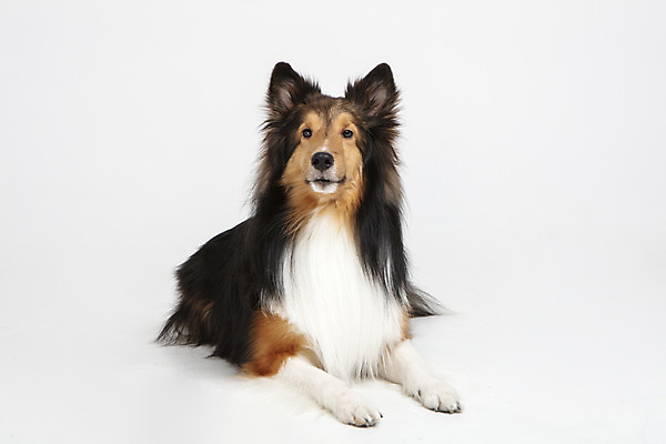 포토 JPG 스튜디오촬영 동물 한마리 반려견 실내 누끼 사람없음 앞모습 반려동물 귀여움 개 강아지 흰배경 반려 셔틀랜드쉽독 국내포토 1 뷰포인트 백그라운드 컨셉 포유류 내부 흰색 파일형식