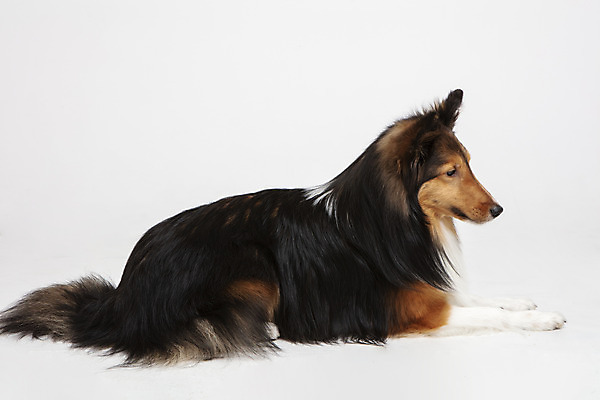 포토 JPG 스튜디오촬영 동물 한마리 응시 반려견 실내 누끼 사람없음 옆모습 반려동물 귀여움 개 강아지 흰배경 반려 셔틀랜드쉽독 국내포토 1 시선 뷰포인트 백그라운드 컨셉 포유류 내부 흰색 파일형식