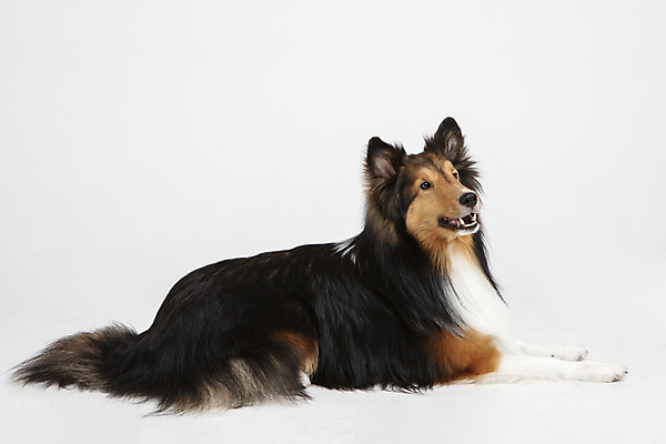 포토 JPG 스튜디오촬영 동물 한마리 응시 반려견 실내 누끼 사람없음 옆모습 반려동물 귀여움 개 강아지 흰배경 반려 셔틀랜드쉽독 국내포토 1 시선 뷰포인트 백그라운드 컨셉 포유류 내부 흰색 파일형식