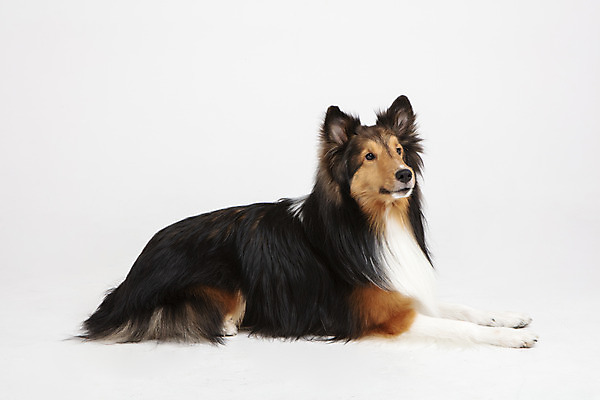 포토 JPG 스튜디오촬영 동물 한마리 응시 반려견 실내 누끼 사람없음 옆모습 반려동물 귀여움 개 강아지 흰배경 반려 셔틀랜드쉽독 국내포토 1 시선 뷰포인트 백그라운드 컨셉 포유류 내부 흰색 파일형식