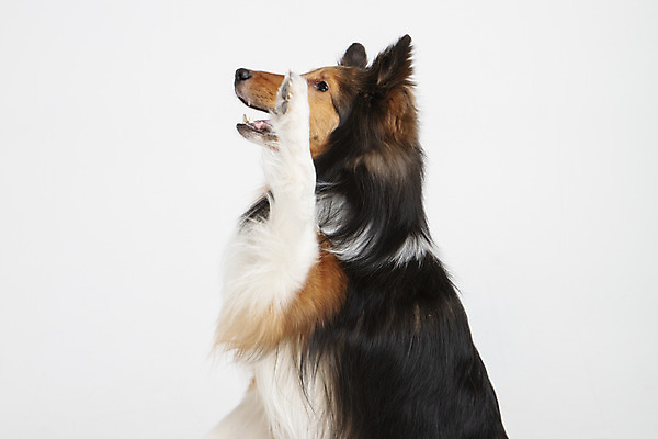 포토 JPG 스튜디오촬영 동물 한마리 반려견 실내 누끼 사람없음 뒷모습 반려동물 귀여움 개 강아지 흰배경 반려 셔틀랜드쉽독 국내포토 1 뷰포인트 백그라운드 컨셉 포유류 내부 흰색 파일형식