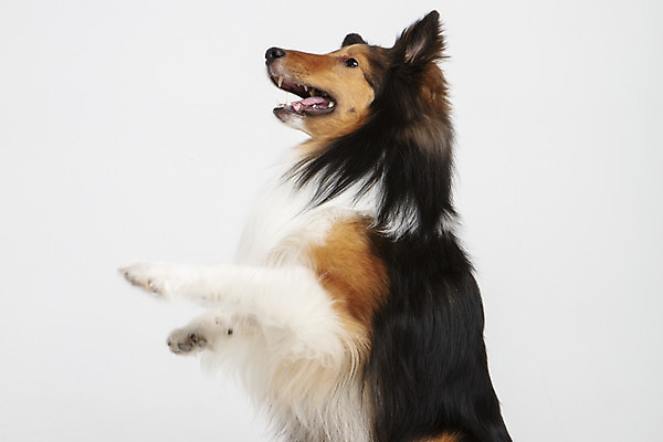 포토 JPG 스튜디오촬영 동물 한마리 응시 반려견 실내 누끼 사람없음 옆모습 반려동물 귀여움 개 강아지 흰배경 반려 셔틀랜드쉽독 국내포토 1 시선 뷰포인트 백그라운드 컨셉 포유류 내부 흰색 파일형식