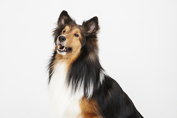 포토 JPG 스튜디오촬영 동물 한마리 응시 반려견 실내 누끼 사람없음 옆모습 반려동물 귀여움 개 강아지 흰배경 반려 셔틀랜드쉽독 국내포토 1 시선 뷰포인트 백그라운드 컨셉 포유류 내부 흰색 파일형식