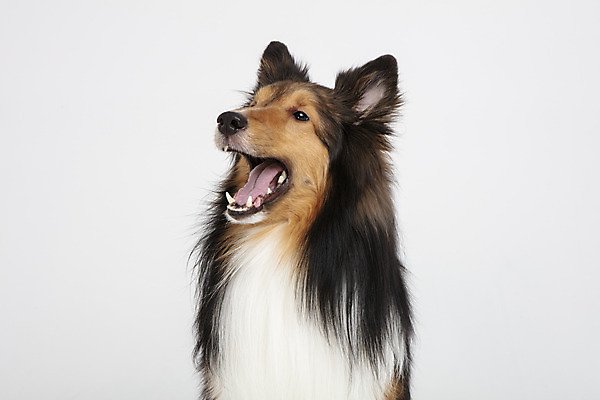 포토 JPG 스튜디오촬영 동물 한마리 반려견 실내 누끼 사람없음 앞모습 반려동물 귀여움 개 강아지 흰배경 반려 셔틀랜드쉽독 국내포토 1 뷰포인트 백그라운드 컨셉 포유류 내부 흰색 파일형식