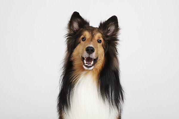 포토 JPG 스튜디오촬영 동물 한마리 반려견 실내 누끼 사람없음 앞모습 반려동물 귀여움 개 강아지 흰배경 반려 셔틀랜드쉽독 국내포토 1 뷰포인트 백그라운드 컨셉 포유류 내부 흰색 파일형식