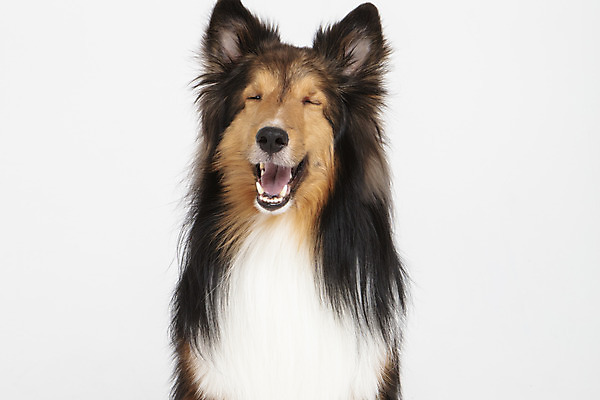 포토 JPG 스튜디오촬영 동물 한마리 반려견 실내 누끼 사람없음 앞모습 반려동물 귀여움 개 강아지 흰배경 반려 셔틀랜드쉽독 국내포토 1 뷰포인트 백그라운드 컨셉 포유류 내부 흰색 파일형식