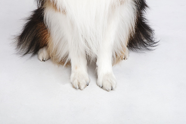 포토 JPG 스튜디오촬영 동물 한마리 반려견 실내 누끼 근접촬영 사람없음 앞모습 반려동물 귀여움 개 강아지 흰배경 반려 셔틀랜드쉽독 국내포토 1 뷰포인트 백그라운드 컨셉 포유류 내부 흰색 파일형식