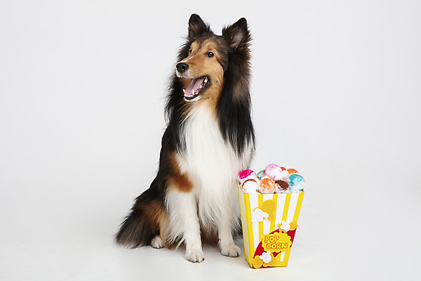 포토 JPG 스튜디오촬영 동물 한마리 반려견 실내 누끼 사람없음 앞모습 반려동물 귀여움 개 강아지 흰배경 팝콘 반려 셔틀랜드쉽독 영화감상 국내포토 1 뷰포인트 백그라운드 컨셉 포유류 내부 감상 흰색 영화 파일형식