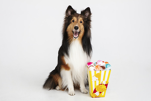 포토 JPG 스튜디오촬영 동물 한마리 반려견 실내 누끼 사람없음 앞모습 반려동물 귀여움 개 강아지 흰배경 팝콘 반려 셔틀랜드쉽독 영화감상 국내포토 1 뷰포인트 백그라운드 컨셉 포유류 내부 감상 흰색 영화 파일형식