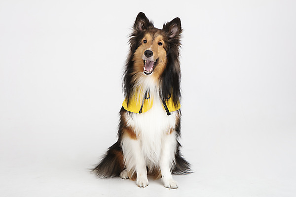 포토 JPG 스튜디오촬영 동물 한마리 반려견 실내 누끼 사람없음 앞모습 반려동물 귀여움 가운 개 강아지 흰배경 강아지옷 반려 셔틀랜드쉽독 국내포토 1 옷 뷰포인트 백그라운드 컨셉 포유류 내부 흰색 애견용품 파일형식