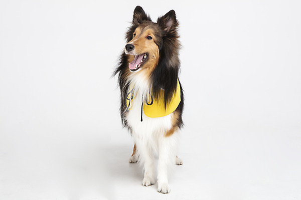 포토 JPG 스튜디오촬영 동물 한마리 반려견 실내 누끼 사람없음 앞모습 반려동물 귀여움 가운 개 강아지 흰배경 강아지옷 반려 셔틀랜드쉽독 국내포토 1 옷 뷰포인트 백그라운드 컨셉 포유류 내부 흰색 애견용품 파일형식