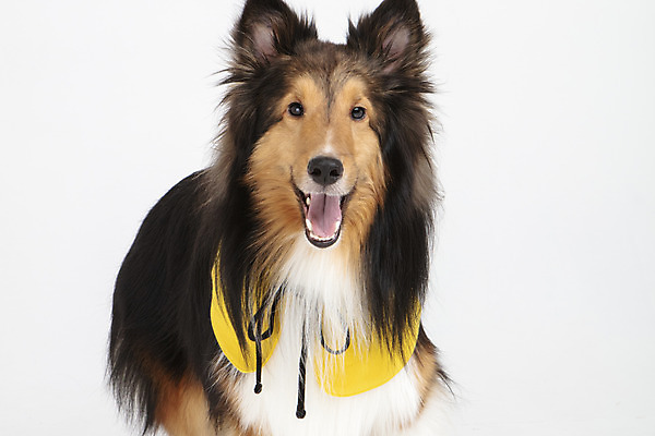 포토 JPG 스튜디오촬영 동물 한마리 반려견 실내 누끼 사람없음 앞모습 반려동물 귀여움 가운 개 강아지 흰배경 강아지옷 반려 셔틀랜드쉽독 국내포토 1 옷 뷰포인트 백그라운드 컨셉 포유류 내부 흰색 애견용품 파일형식