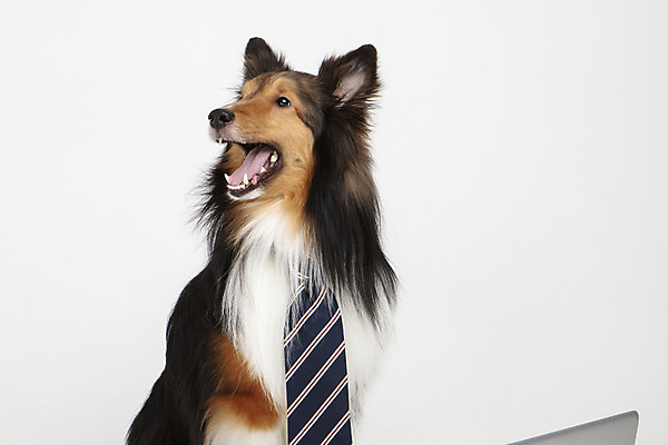 포토 JPG 스튜디오촬영 동물 한마리 반려견 넥타이 실내 누끼 사람없음 앞모습 노트북 반려동물 귀여움 개 강아지 흰배경 반려 셔틀랜드쉽독 국내포토 1 잡화 뷰포인트 백그라운드 컨셉 포유류 내부 전자제품 흰색 파일형식