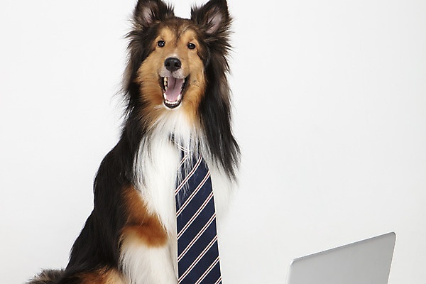 포토 JPG 스튜디오촬영 동물 한마리 반려견 넥타이 실내 누끼 사람없음 앞모습 노트북 반려동물 귀여움 개 강아지 흰배경 반려 셔틀랜드쉽독 국내포토 1 잡화 뷰포인트 백그라운드 컨셉 포유류 내부 전자제품 흰색 파일형식