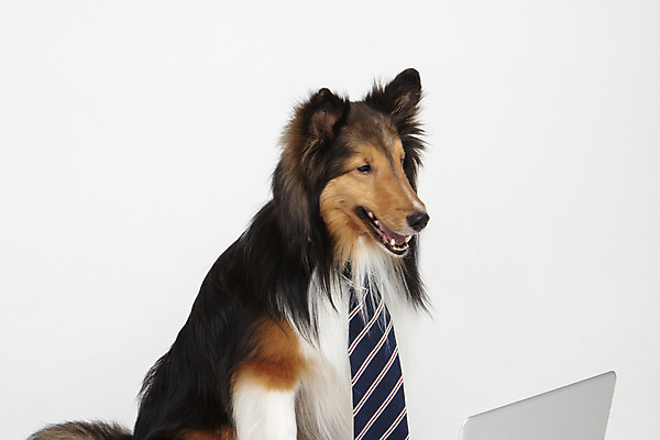 포토 JPG 스튜디오촬영 동물 한마리 응시 반려견 넥타이 실내 누끼 사람없음 옆모습 노트북 반려동물 귀여움 개 강아지 흰배경 반려 셔틀랜드쉽독 국내포토 1 시선 잡화 뷰포인트 백그라운드 컨셉 포유류 내부 전자제품 흰색 파일형식