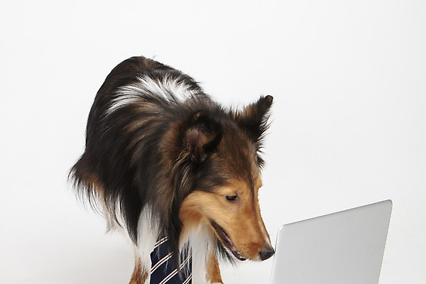 포토 JPG 스튜디오촬영 동물 한마리 응시 반려견 넥타이 실내 누끼 사람없음 옆모습 노트북 반려동물 귀여움 개 강아지 흰배경 반려 셔틀랜드쉽독 국내포토 1 시선 잡화 뷰포인트 백그라운드 컨셉 포유류 내부 전자제품 흰색 파일형식